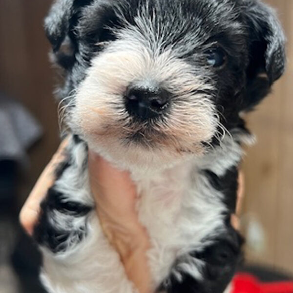 Schnauzer Puppies