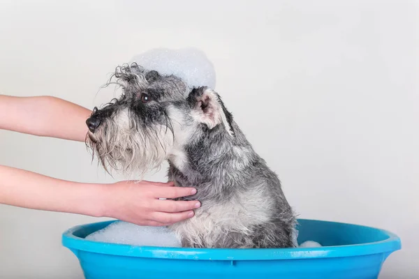 schnauzer-puppy-dog-taking