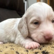 Long hair male cream piebald