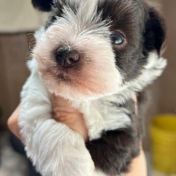Beautiful liver and white parti mini schnauzer puppy